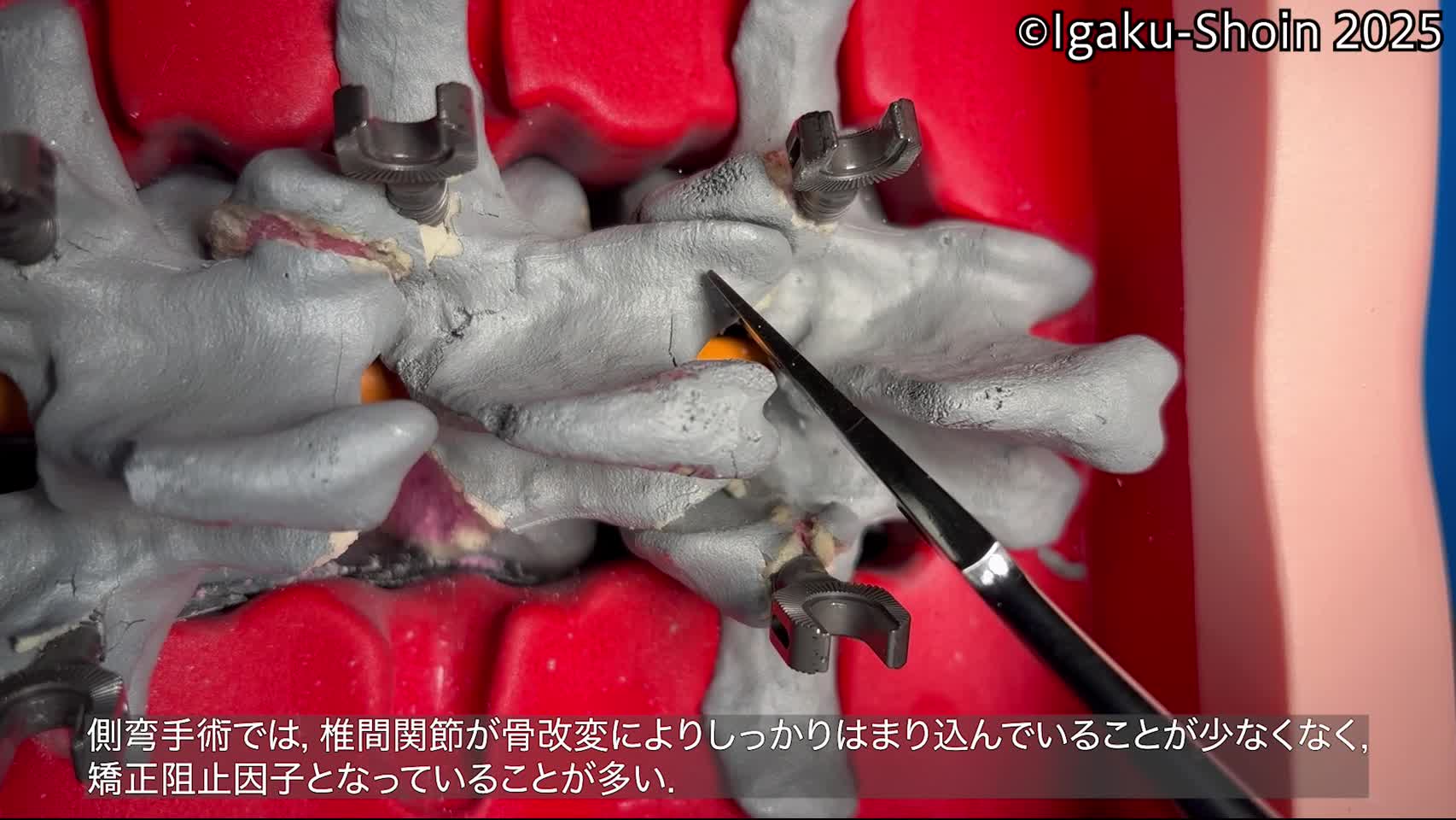 動画34　ノミの使い方：切る